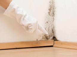 Professional Mold Remediation in Coachella, CA